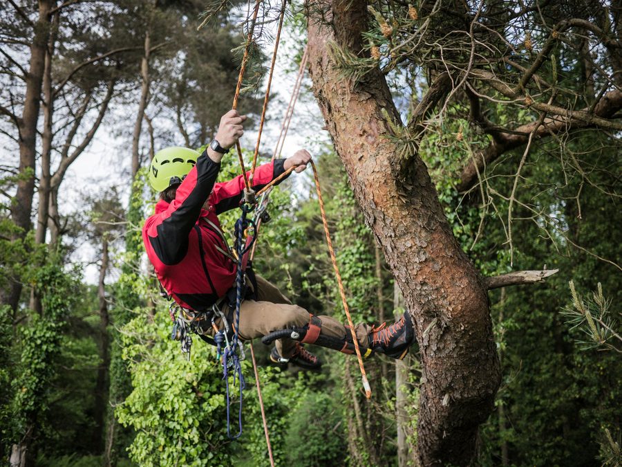 Élagueur en cordage lors d'un démontage sécurisé