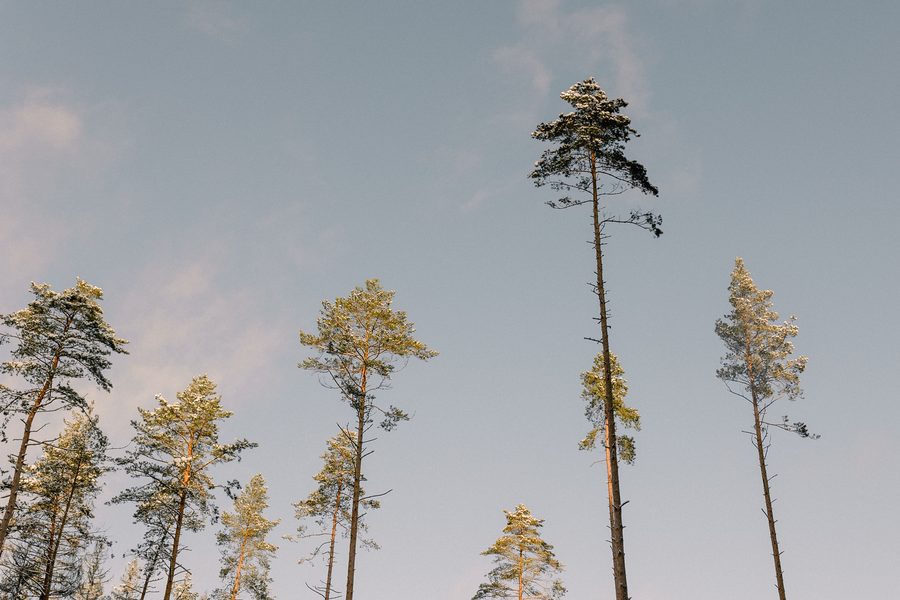 Arbres après réduction de hauteur des branches