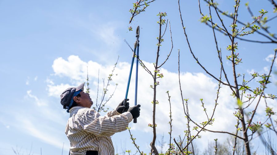 Taille d'entretien d'un arbre à la cisaille